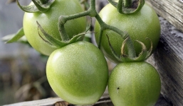 Rau càng xanh càng tốt, quan điểm sai lầm phải chấn chỉnh lại khi gặp 3 cái tên dưới đây