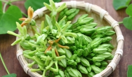 Thêm hoa thiên lý vào bữa ăn hàng ngày, bạn sở hữu 'liều thuốc an thần' cực tốt