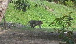 Lực lượng chức năng bắn hạ khỉ đầu đàn chuyên tấn công người