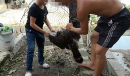 Vụ anh em Tam Mao TV nghi thịt chim quý: Đã mất hết dấu vết