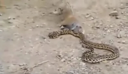 Thót tim xem sóc cả gan tử chiến với rắn hổ mang
