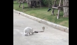 Dọa mèo không sợ, rắn hổ mang chúa cun cút bỏ chạy