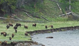Khoảnh khắc xúc động: Bò rừng lấy thân che chở cho con khỏi dòng nước xiết