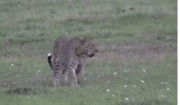 Báo hoa mai cun cút bỏ đi trước sự hung dữ của gấu lợn