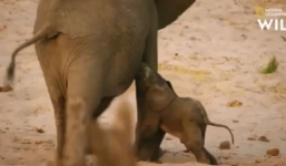 Đàn sư tử nhận cái kết đắng khi phục kích voi mẹ mới sinh