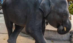 Phẫn nộ sở thú bắt voi con gầy trơ xương nhảy mua vui cho khán giả