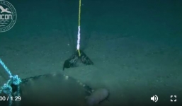 Rợn người cảnh bọ khổng lồ ăn thịt xác cá sấu