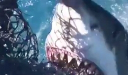 Hãi hùng khoảnh khắc cá mập hung hãn tấn công ngư dân