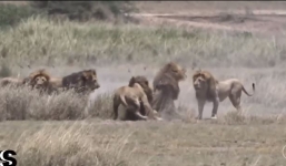 Sư tử đầu đàn bàng hoàng khi bị 4 con cùng đàn tấn công đến chết