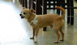 Nghẹn ngào chú chó buộc tang trắng, túc trực bên linh cữu cố nghệ sĩ Lê Bình