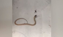 Rắn nâu cực độc bị nhện lưng đỏ hạ gục 