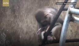 Nghẹn ngào khoảnh khắc khỉ mẹ ôm xác con không rời