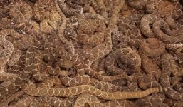 Hãi hùng cả ổ rắn đuôi chuông hàng chục con phát ra âm thanh đáng sợ