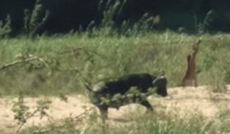 Trâu rừng khiêu chiến húc tung sư tử, giải cứu kỳ đà