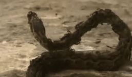 Rùng mình khoảnh khắc cả đàn kiến bu vào tấn công trăn khổng lồ