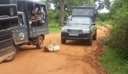 Khoảnh khắc chó nhà thoát chết ngoạn mục khi bị báo hoa mai tấn công