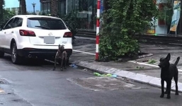 Công an phong tỏa tuyến phố để bắt 3 con chó dữ từ xế sang lao ra