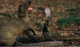 Rắn hổ mang tung đòn tấn công kẻ thù khiến người xem giật mình