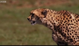 Linh dương mẹ bất lực trước cảnh báo săn hung dữ tấn công con