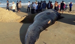 Ngư dân phát hiện xác cá voi dài 5m, nặng hơn 2 tấn dạt vào bờ biển Khánh Hòa