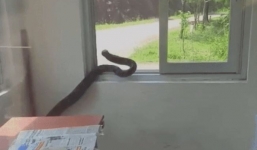 Phát hiện rắn hổ mang chúa dài cả mét trong phòng ở Quảng Ninh