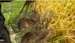 Truyền hình Hàn Quốc thích thú khám phá đặc sản thịt chuột An Giang