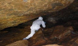 Hang dơi ở Trung Quốc có hơn 500 loại virus corona có thể hé lộ nguồn gốc Covid-19