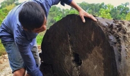 Đi bắt ốc tìm thấy cây gỗ lim trăm tuổi có giá khoảng 80 triệu đồng