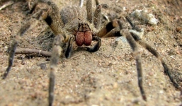 Ông bố kinh hãi khi phát hiện 'sinh vật lạ' trong đống hoa quả mua về