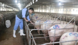 Tin tức kinh doanh 24h: Giá thịt lợn xuống 70.000 đồng, Vietlott dự kiến ngưng bán vé