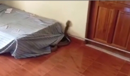 Người đàn ông bủn rủn chân tay phát hiện rắn hổ mang chúa trong gầm giường