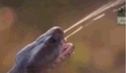 Cận cảnh màn phun nọc độc của rắn hổ mang khiến chúa tể sơn lâm bỏ chạy