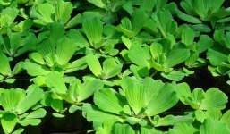 Loại cây vứt đầy bờ ao cho không ai lấy bỗng được rao bán trên mạng giá 100.000 đồng