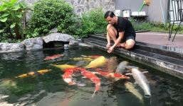Tin tức kinh doanh 24h: Đại gia sở hữu cá Koi nửa tỷ độc nhất vô nhị