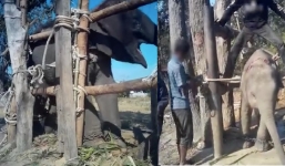 Xót xa voi bị huấn luyện như địa ngục để chiều lòng du khách