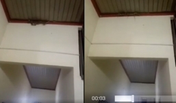 Nguyên 1 ổ rắn làm tổ trên mái nhà khiến chủ nhà hãi hùng bỏ chạy