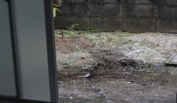 Dọn vườn, người phụ nữ tìm thấy báu vật có giá nghìn tỷ 