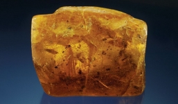 Phát hiện 'chiến thần địa ngục' siêu hiếm trong hổ phách gần 100 triệu năm