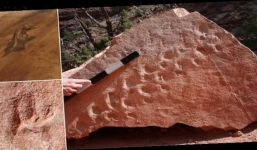 Đi bộ trong công viên, vô tình vấp phải một tảng đá, chẳng thể ngờ lại là báu vật hàng trăm năm