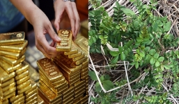 Tin tức kinh doanh 24h: Giá vàng rớt thảm hại, Người Việt kiếm tiền tỷ nhờ thứ cây mọc hoang bờ bụi