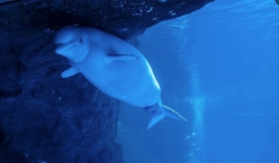 Cận cảnh quá trình sinh con của cá voi trắng gây sốt MXH