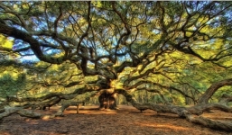 Bí ẩn cây sồi cổ được cho là chứa linh hồn của các nô lệ với hình thù kỳ quái: Ai nhìn cũng choáng ngợp