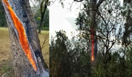 Cư dân mạng đau đầu lý giải hiện tượng cây tự cháy ngùn ngụt từ bên trong