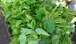 Loại rau mọc ở vườn, bán rẻ như cho được ví là 'kẻ thù của ung thư'