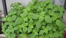 3 loại rau quen thuộc được ví là 'kẻ thù' của virus, vi khuẩn gây bệnh cho cơ thể