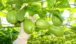 Loại quả rẻ tiền bán đầy chợ được ví là 'thần dược' của sức khỏe, bà nội trợ nên cho ngay vào giỏ hàng