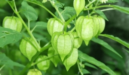 2 loại rau dại ít người ăn được ví là 'thần dược' được săn đón ở nước ngoài