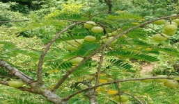 Loại quả mọc hoang có giá 'trên trời' được ví như 'thần dược'