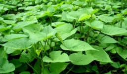 Loại rau có giá vài nghìn đồng lại được ví bổ như nhân sâm