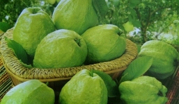 Thói quen ăn ổi khiến nhiều người vô tình rước bệnh vào người